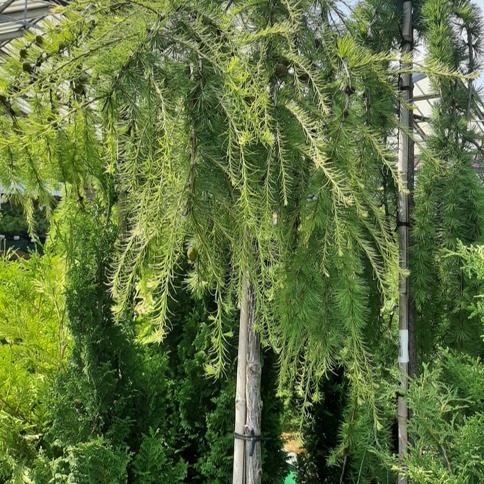 лиственница на штамбе