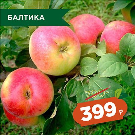 Балтика.jpg Балтика.jpg