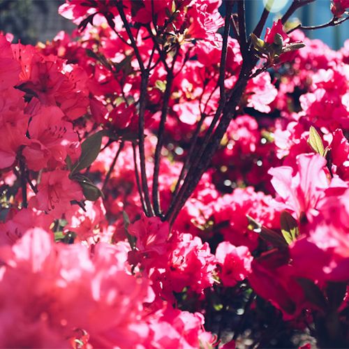 цветущая азалия