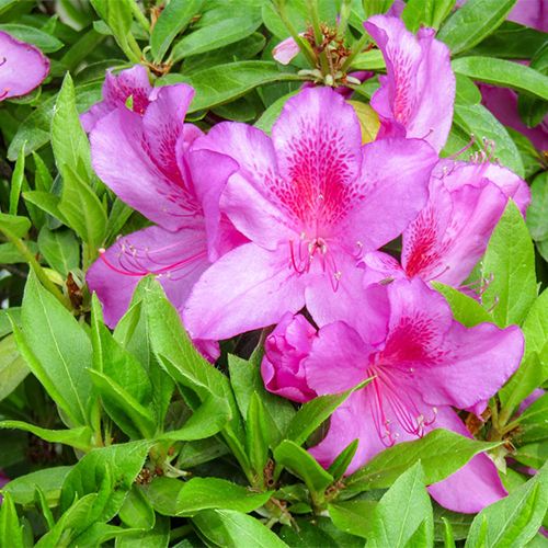 азалия розовая