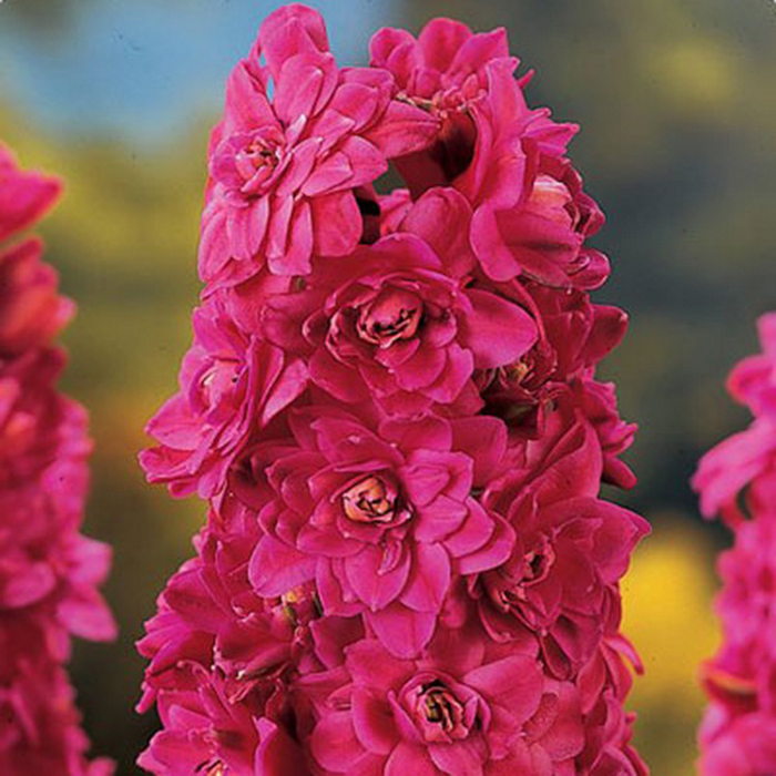 Луковица гиацинт Холлихок