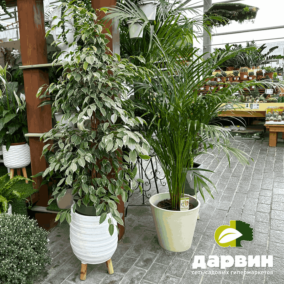 комнатные крупномеры