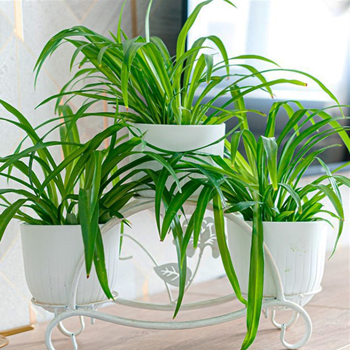 подставка на подоконник с хлорофтимумом