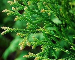 туевик долотовидный