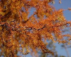 купить саженцы лиственницы