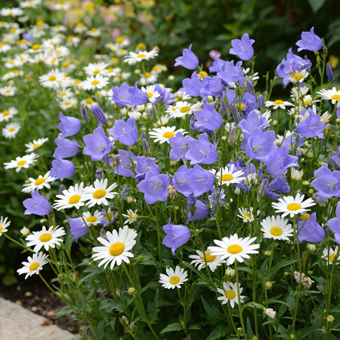 клумба из колокольчиков и нивяников