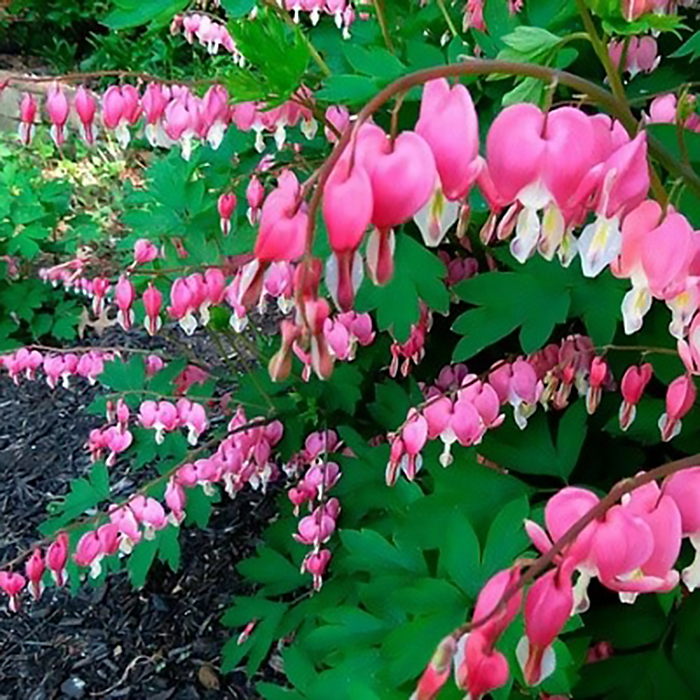 дицентра валентин