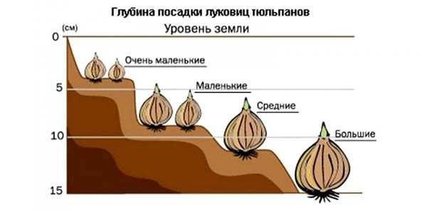 посадка луковичных растений посадка луковичных растений