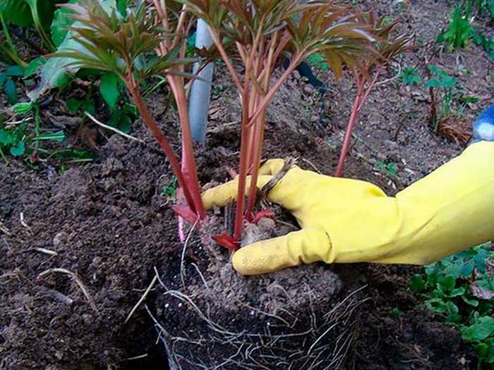 пересадка пионов