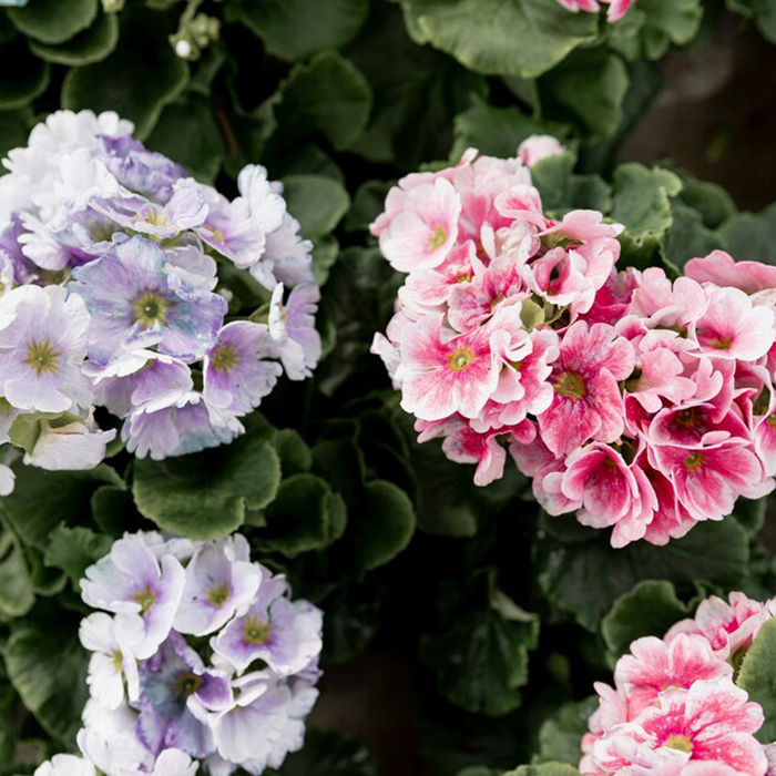 пеларгония 700х700.jpg