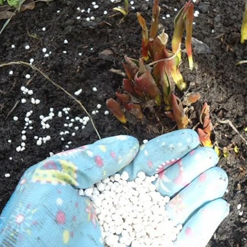 подкормка пионов