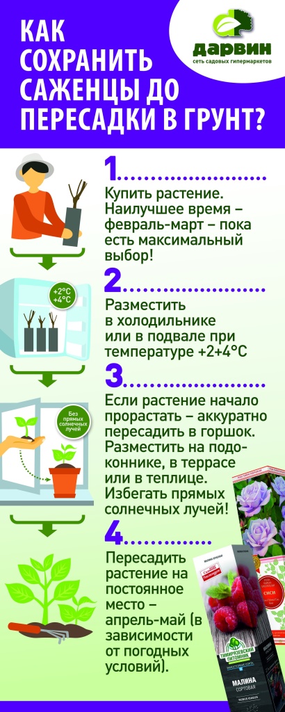 Как сохранить саженцы в тубе до посадки