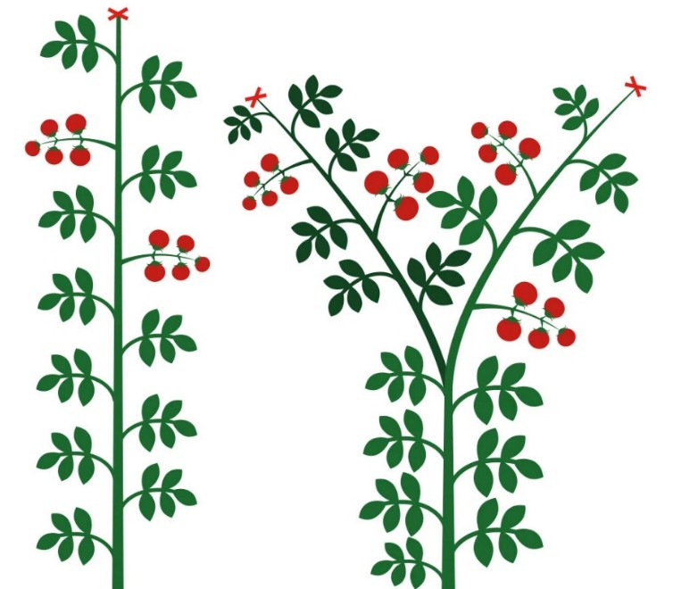 томаты 2 стебля.jpg