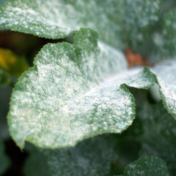 мучнистая роса