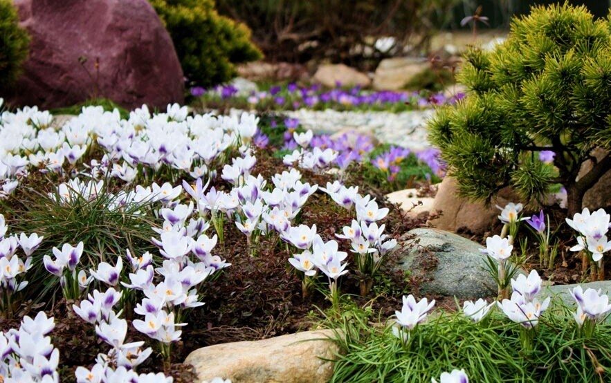 альпинарий осн.jpg