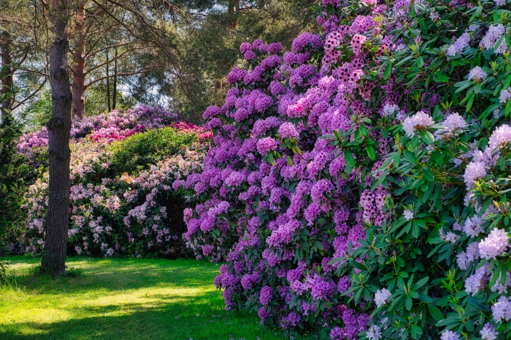 rhododendron.jpg