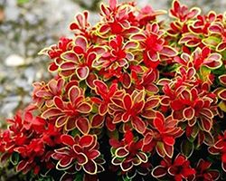 саженцы барбариса купить