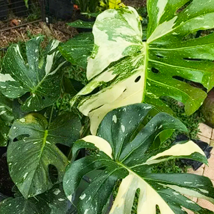 монстера тайское созвездие