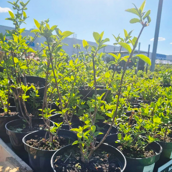 саженец гортензии в дарвин