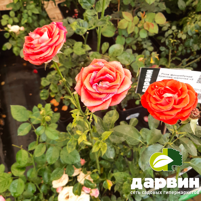 садовые розы