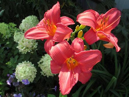 Новинка_Лилейник Пинк Дамаск_11.jpg