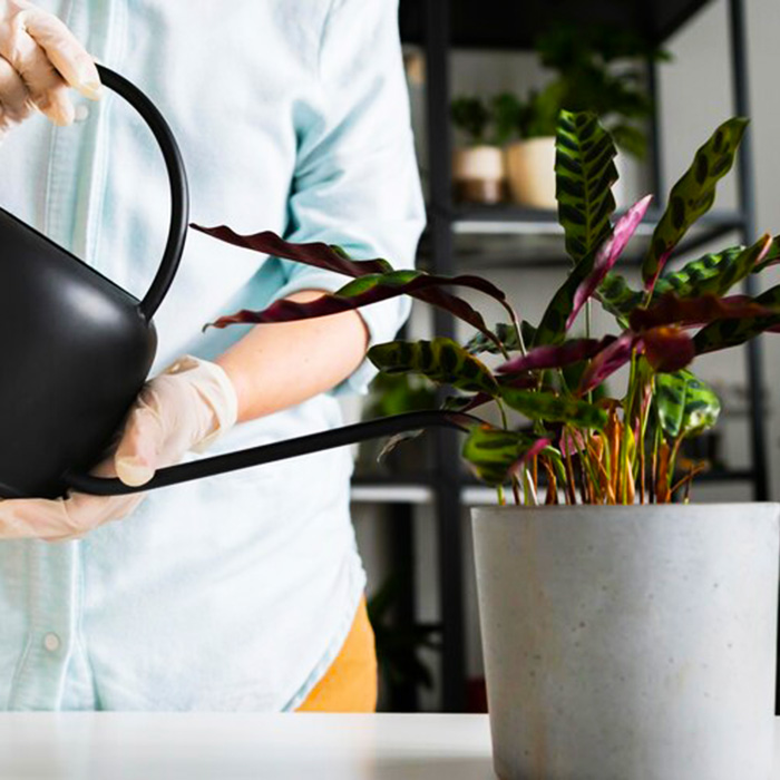 обработка растений 700х700.jpg