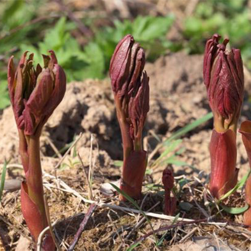 ростки пионов ростки пионов