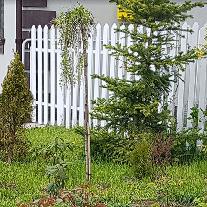 лиственница посаженная в 2019 году