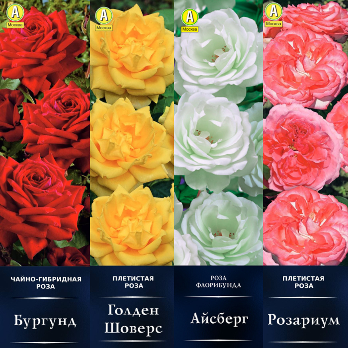 Розы в каперсах