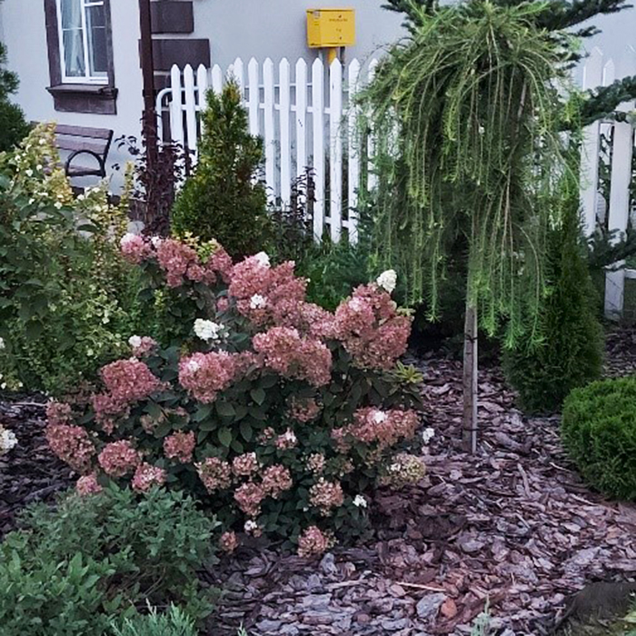 Гортензия Сандей Фрайз