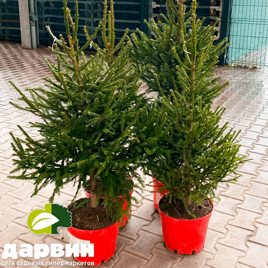 елки в контейнере