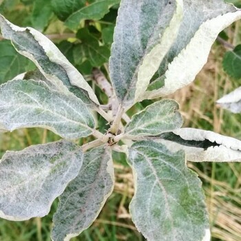 мучнистая росаg