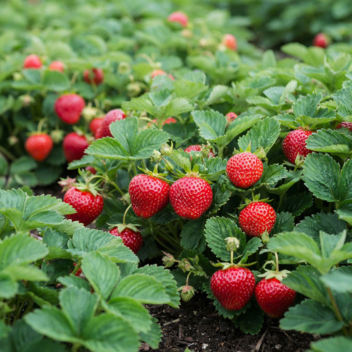 крупноплодная клубника