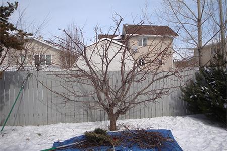 Обрезка плодовых Дарвин (4).jpg Обрезка плодовых Дарвин (4).jpg