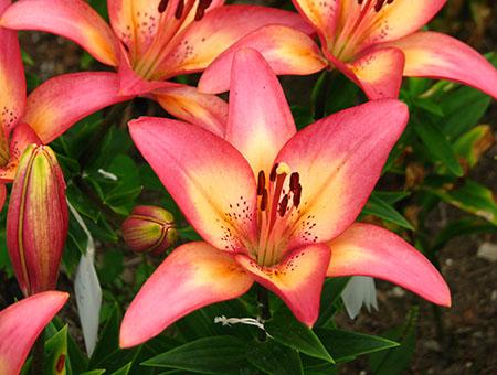 Акция_Лилия азиатская Форевор Марджолейн_11.jpg