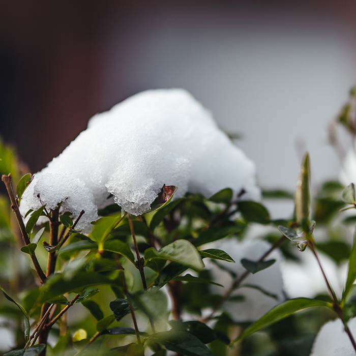 укрываем растения 