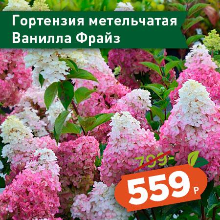 Распродажа в дарвине на ленинградке