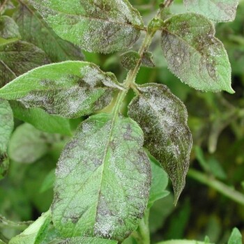 Фитофтороз