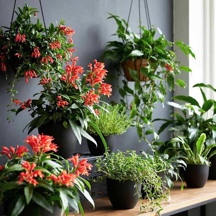 эсхинантус разные сорта