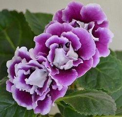 купить синнингию