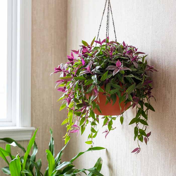 традесканция в интерьере