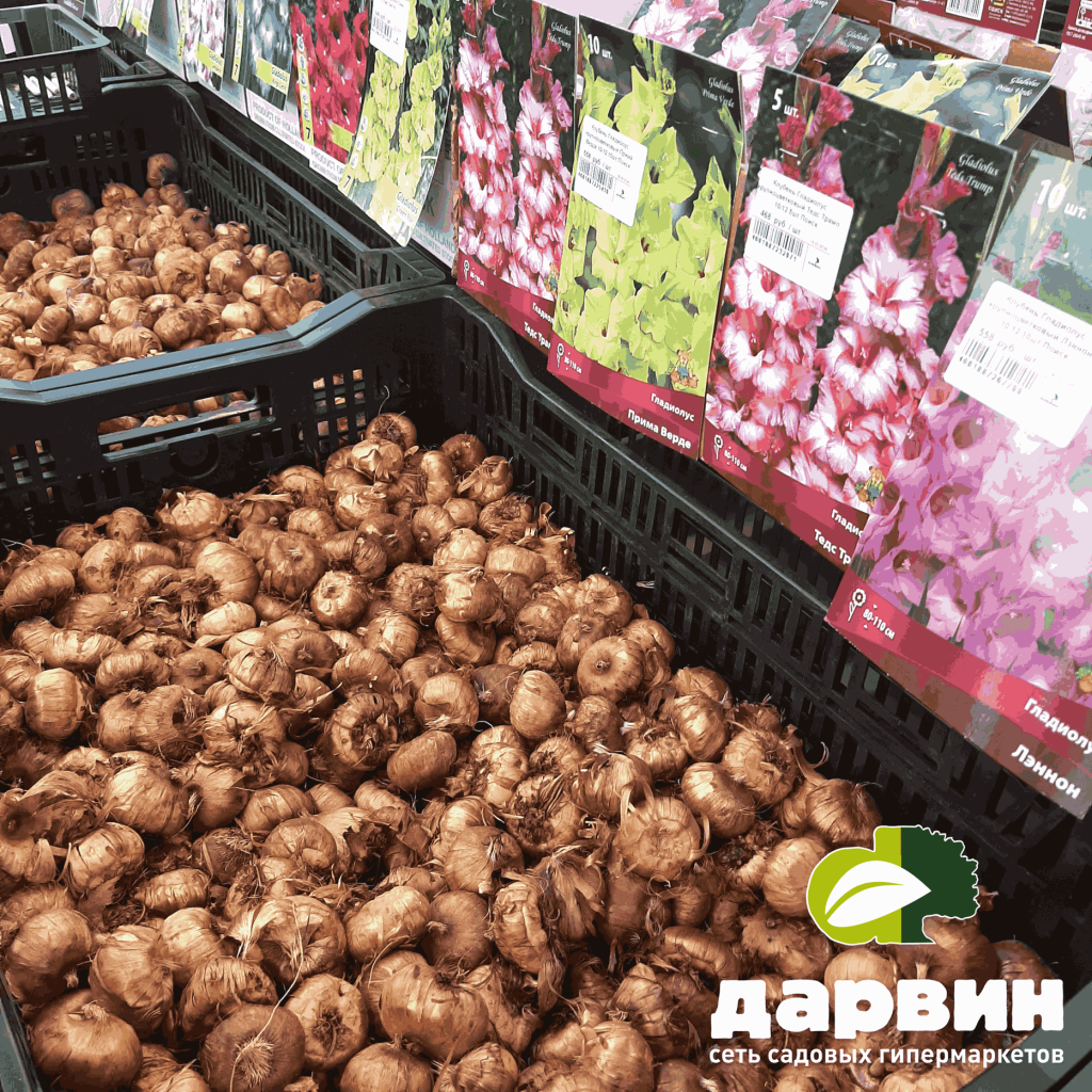 луковинчные цветы