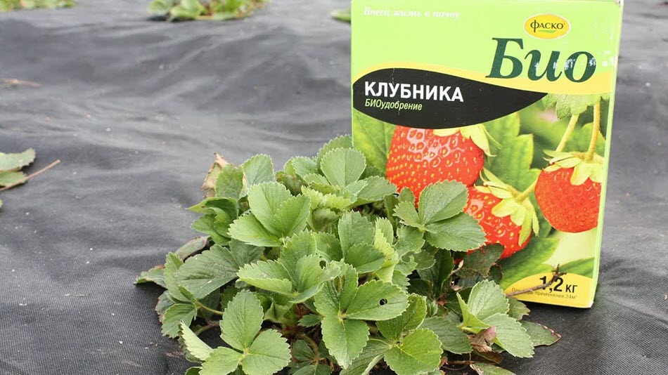 клубника био.jpg