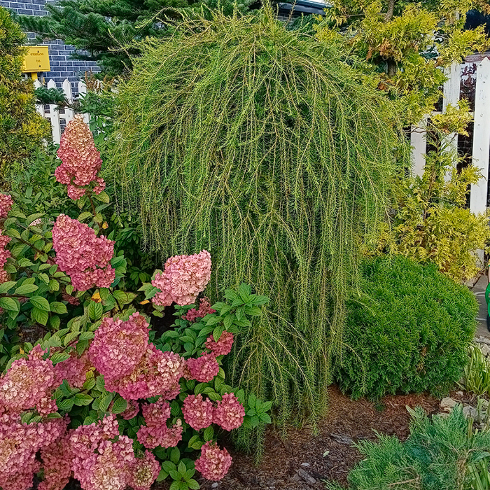 лиственница посаженная в 2025 году