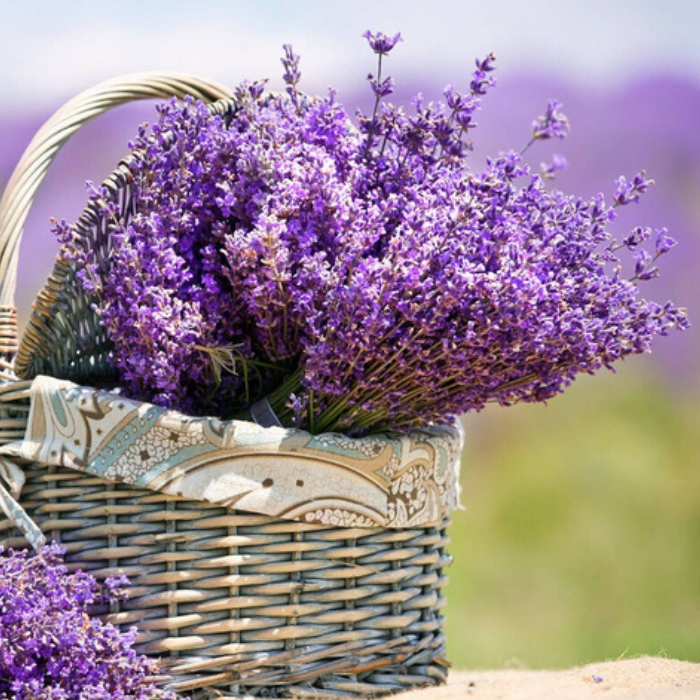 Лаванда в корзинке.png