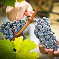 купить саженцы плодовой лианы купить саженцы винограда