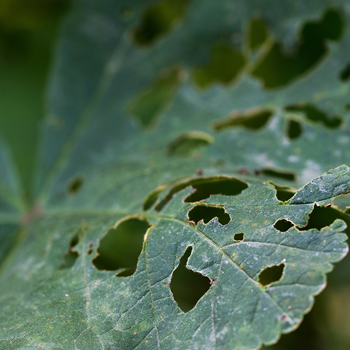 Последствия после нападения улиток и слизней на огород