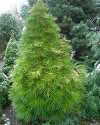 купить сциадопитис