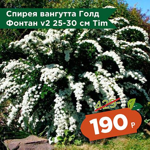 Спирея Голд Фонтан Спирея Голд Фонтан