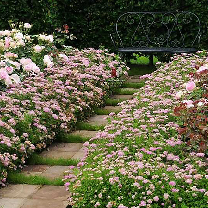 спирея нана в живой изгороди 